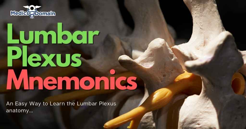 lumbar plexus mnemonic for easy recall



